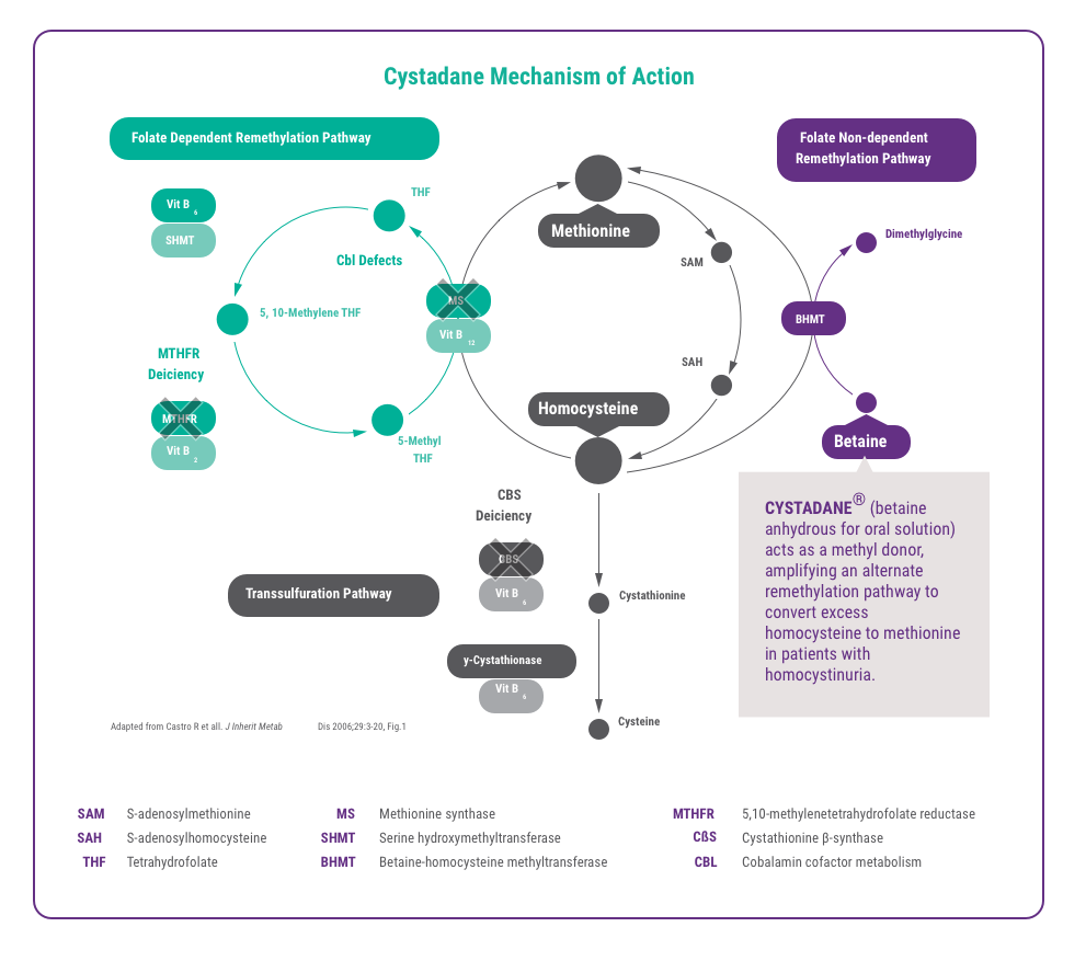 cystadane mechanism of action